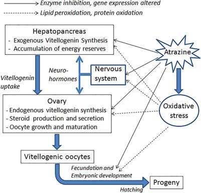 Effects of the Herbicide Atrazine on Crustacean Reproduction. Mini-Review